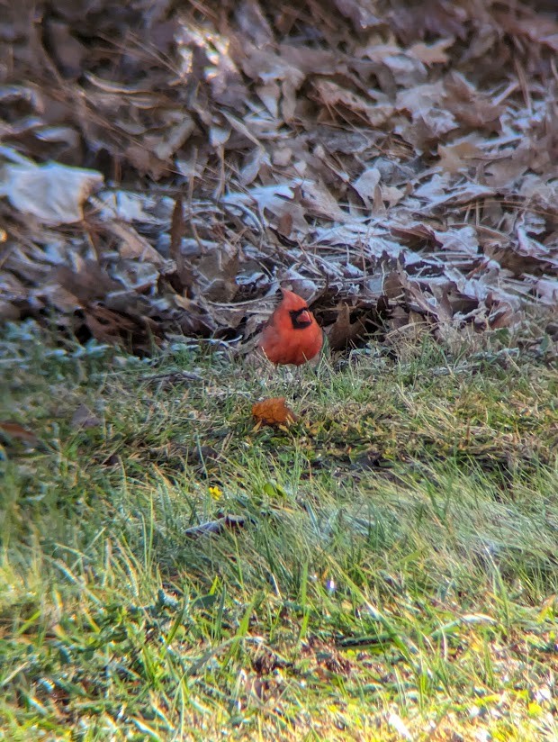Northern Cardinal - ML613996653