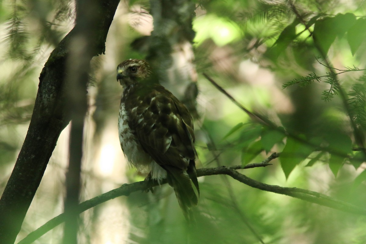 Broad-winged Hawk - Sylvie Robert