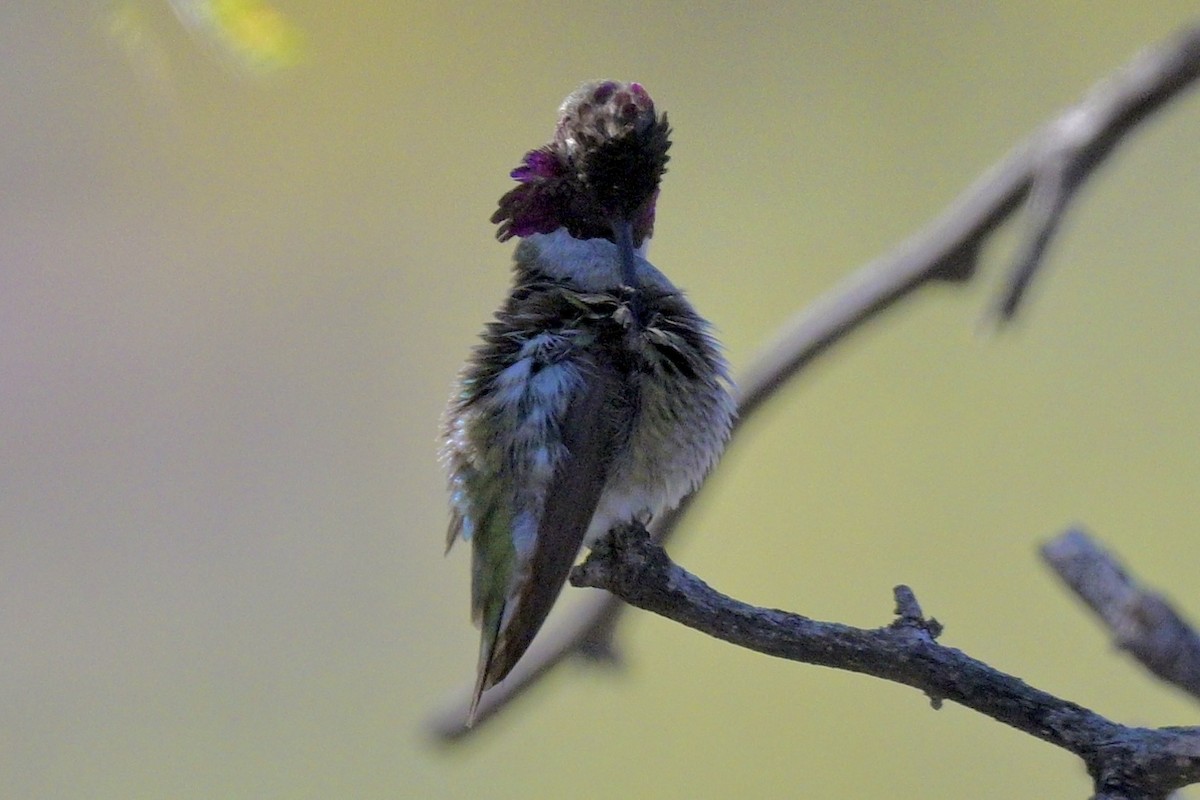 Anna's/Costa's Hummingbird - ML613996676