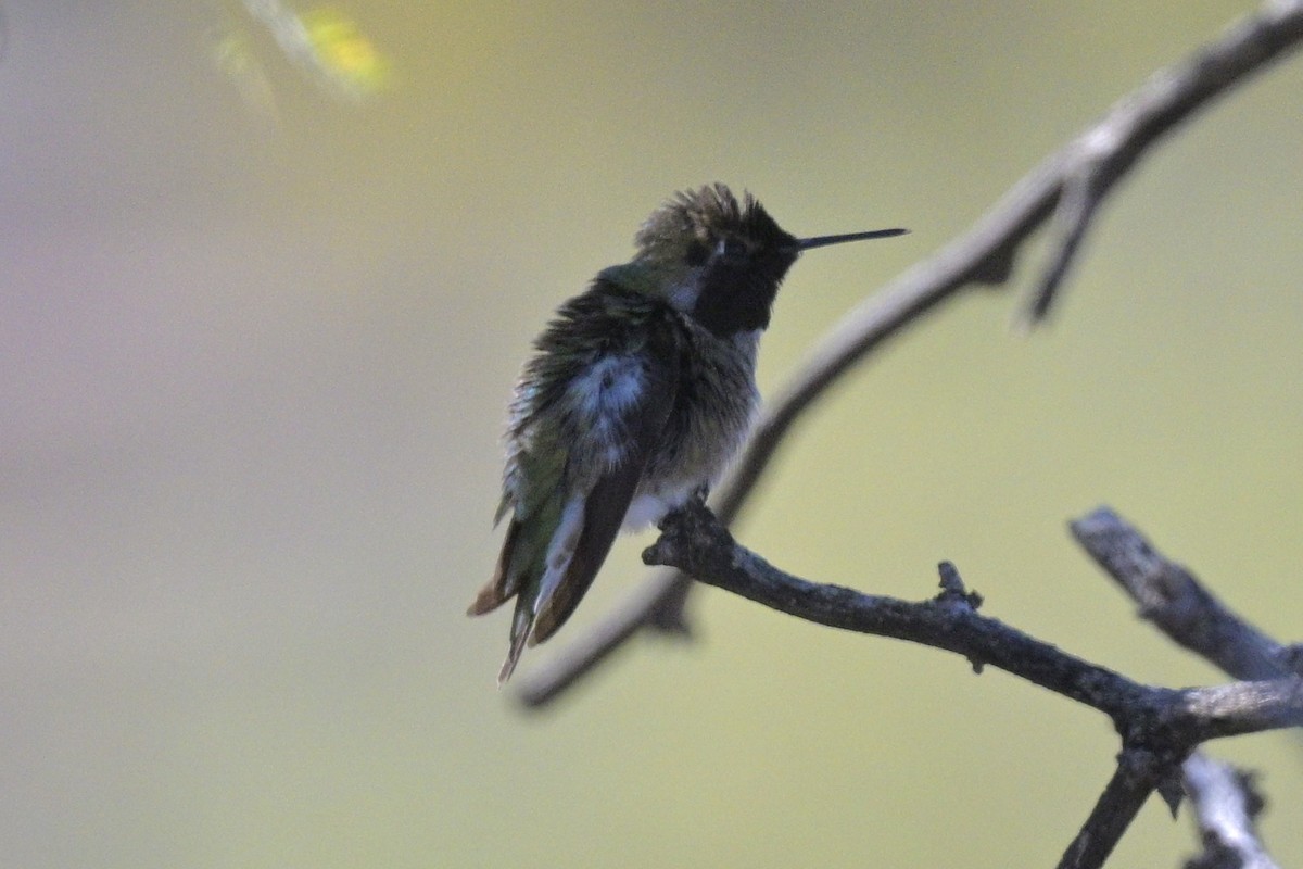 Anna's/Costa's Hummingbird - ML613996678