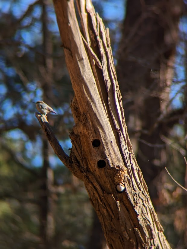 Brown-headed Nuthatch - ML613996682