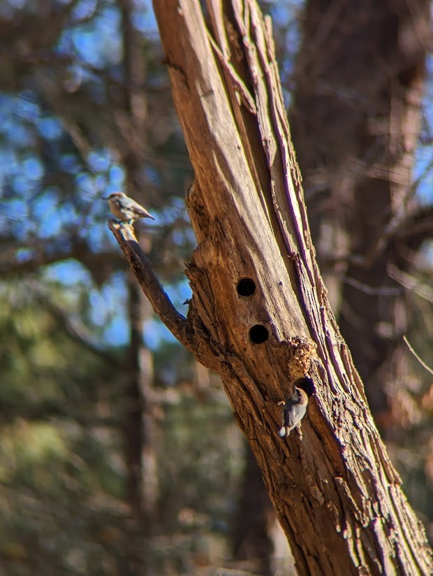 Brown-headed Nuthatch - ML613996693