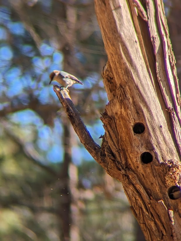 Brown-headed Nuthatch - ML613996699