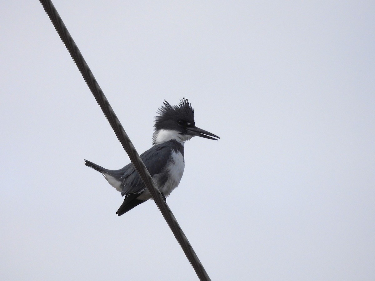 Belted Kingfisher - ML613996717