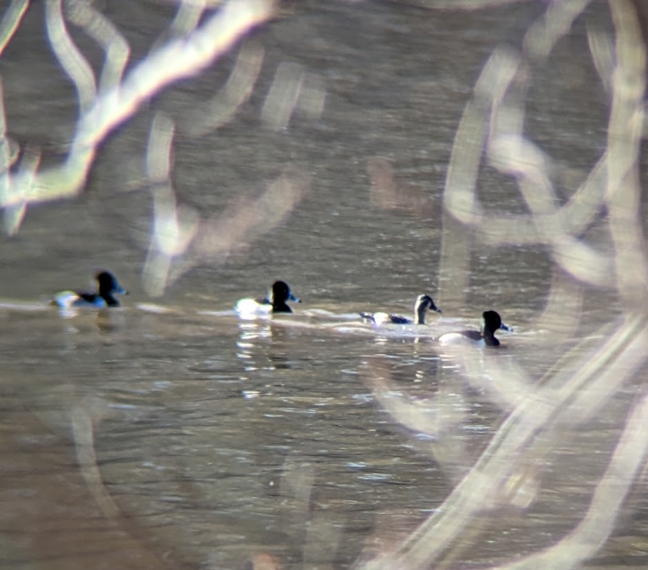 Ring-necked Duck - ML613996730