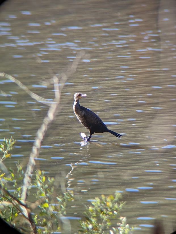 Double-crested Cormorant - ML613996734