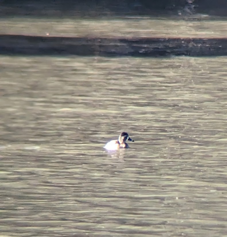 Ring-necked Duck - ML613996751