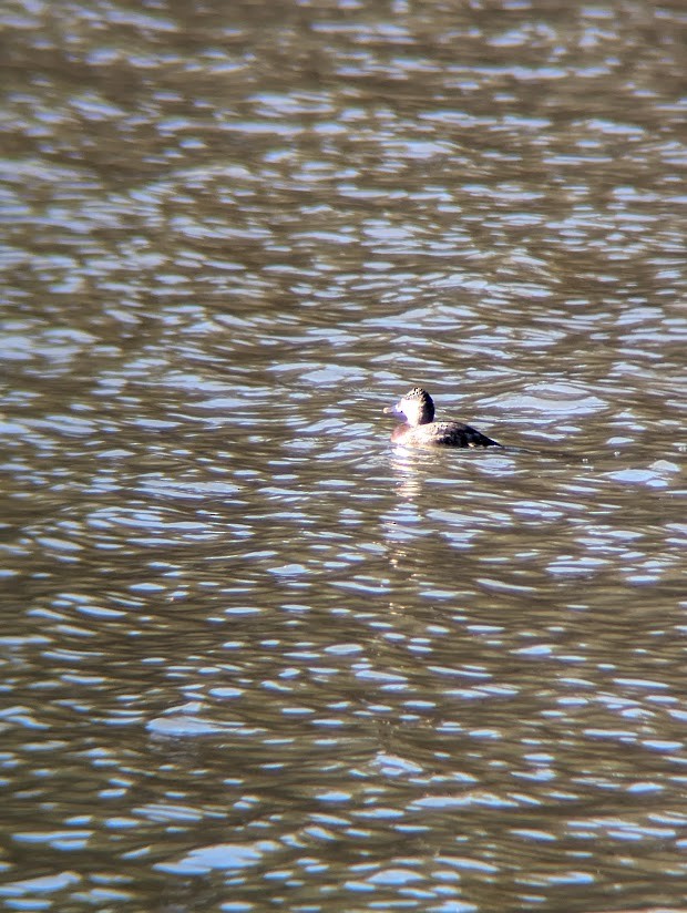 Ruddy Duck - ML613996760