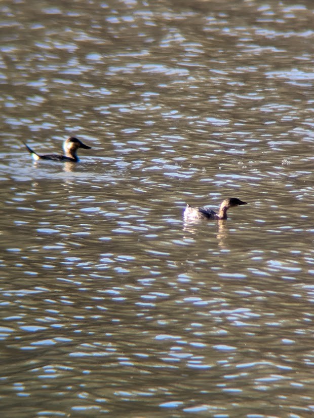 Pied-billed Grebe - ML613996771