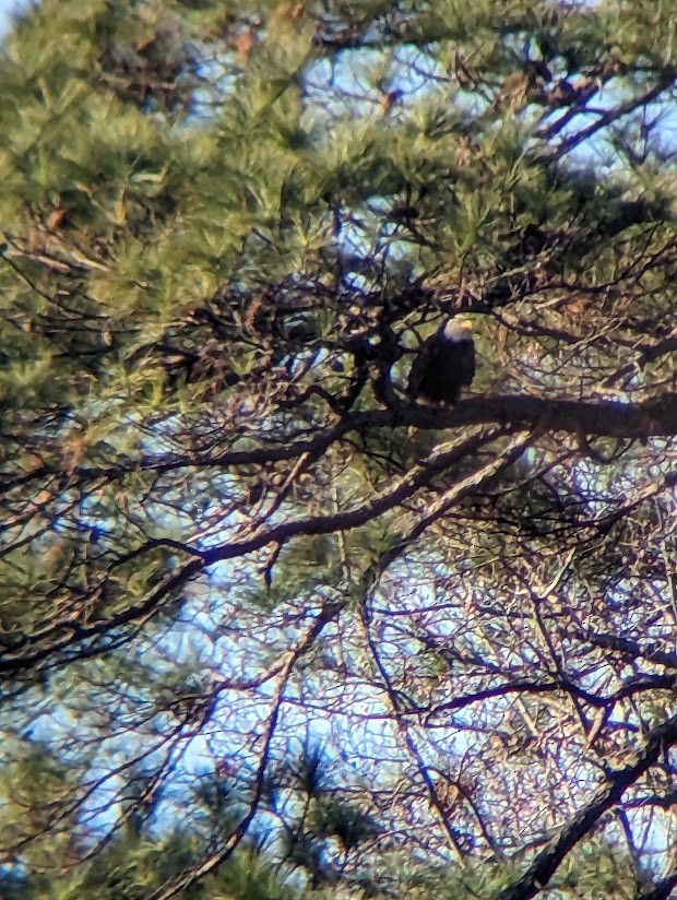 Bald Eagle - ML613996787