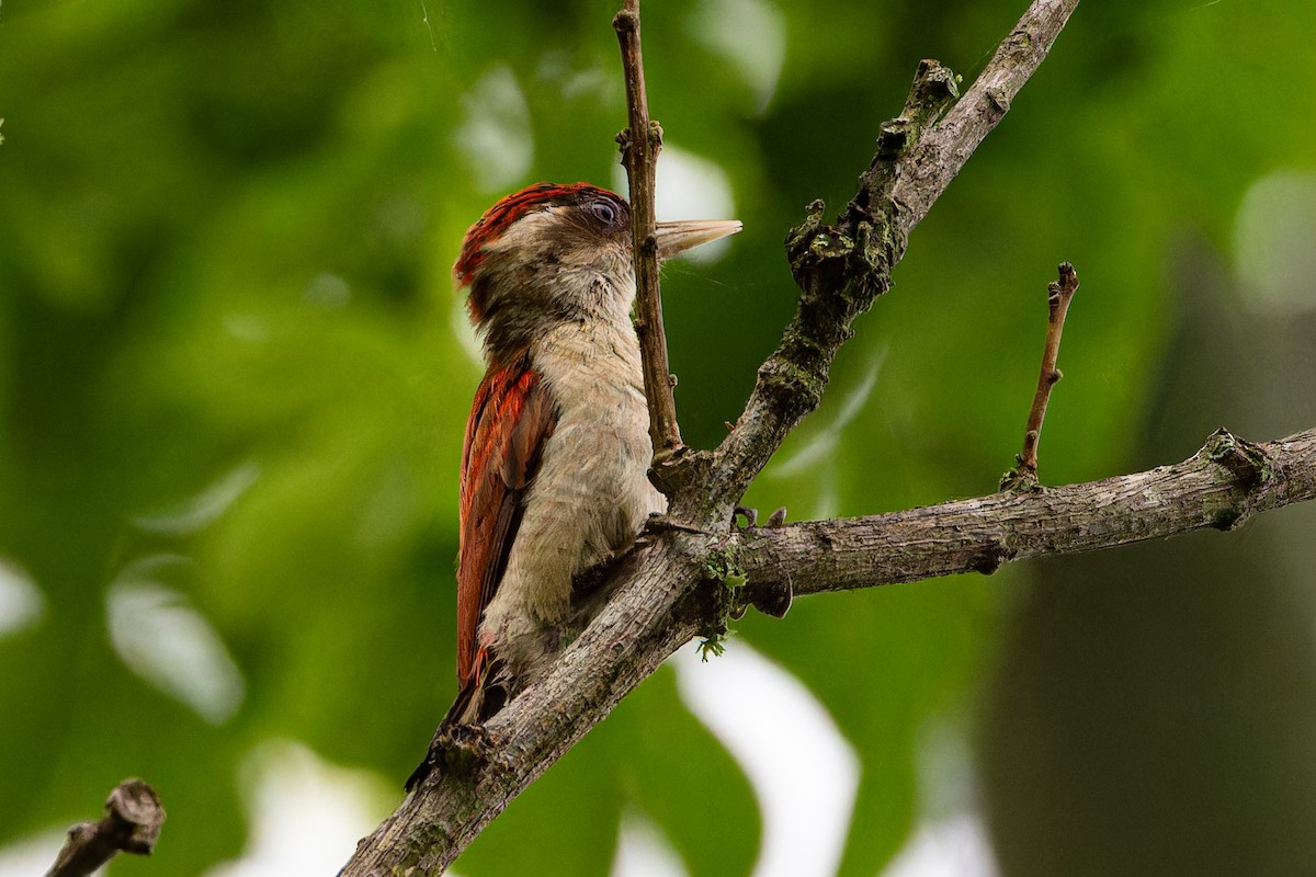 Scarlet-backed Woodpecker - ML613996880