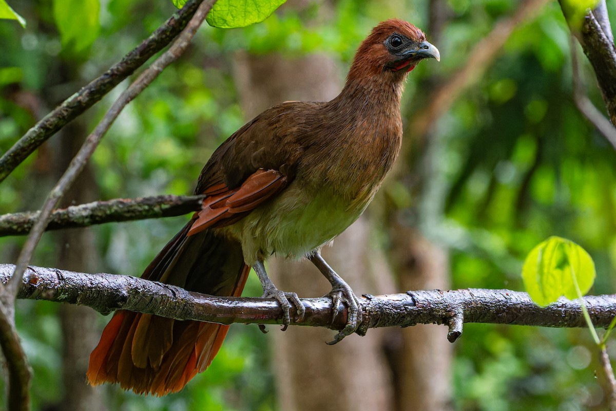 Rufous-headed Chachalaca - Steve Juhasz