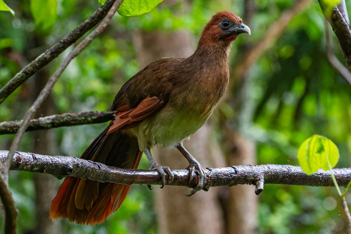 Rufous-headed Chachalaca - ML613996892