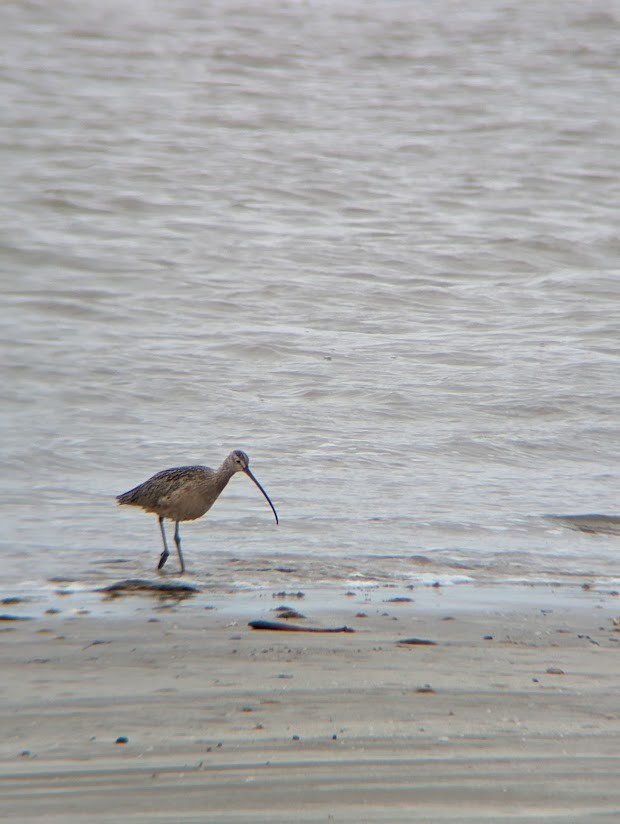 Long-billed Curlew - ML613996963