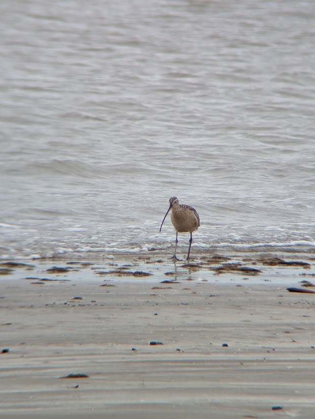 Long-billed Curlew - ML613996968