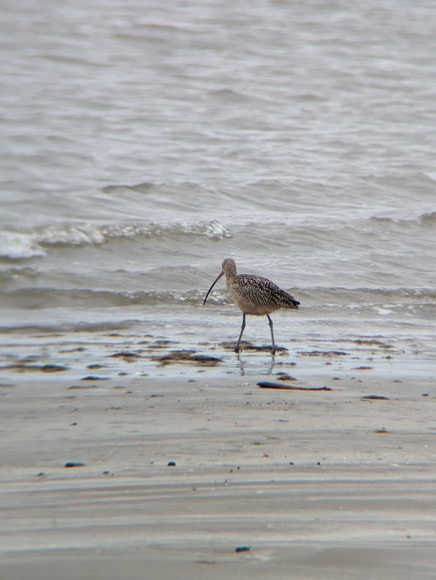 Long-billed Curlew - ML613996973