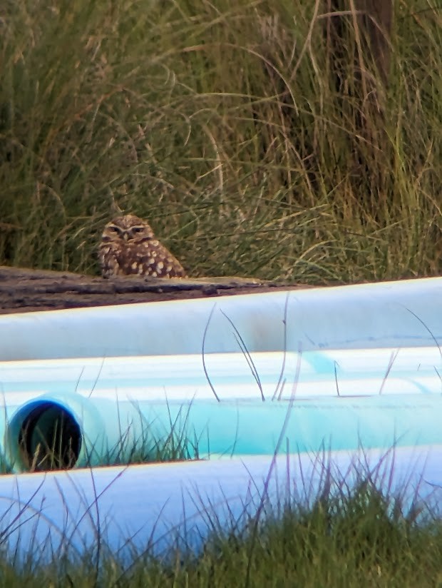 Burrowing Owl - ML613996993