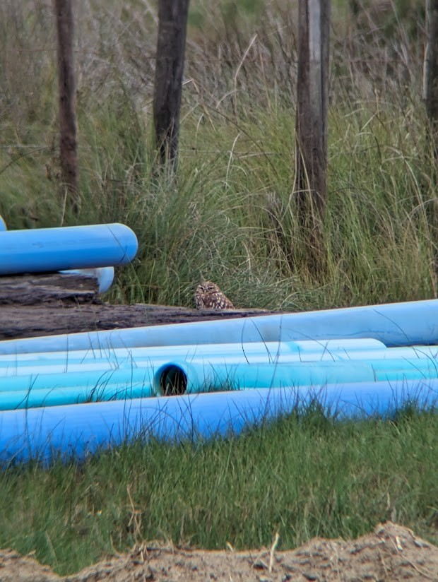 Burrowing Owl - ML613997003