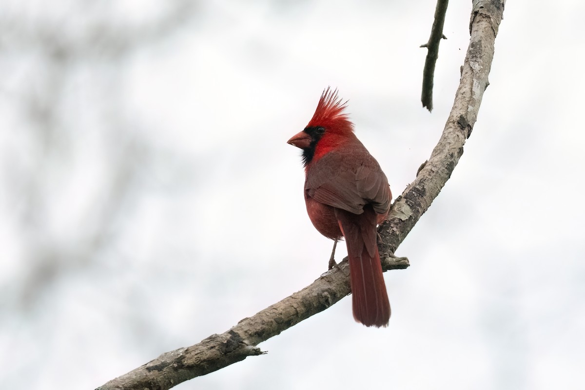 Northern Cardinal - ML613997018