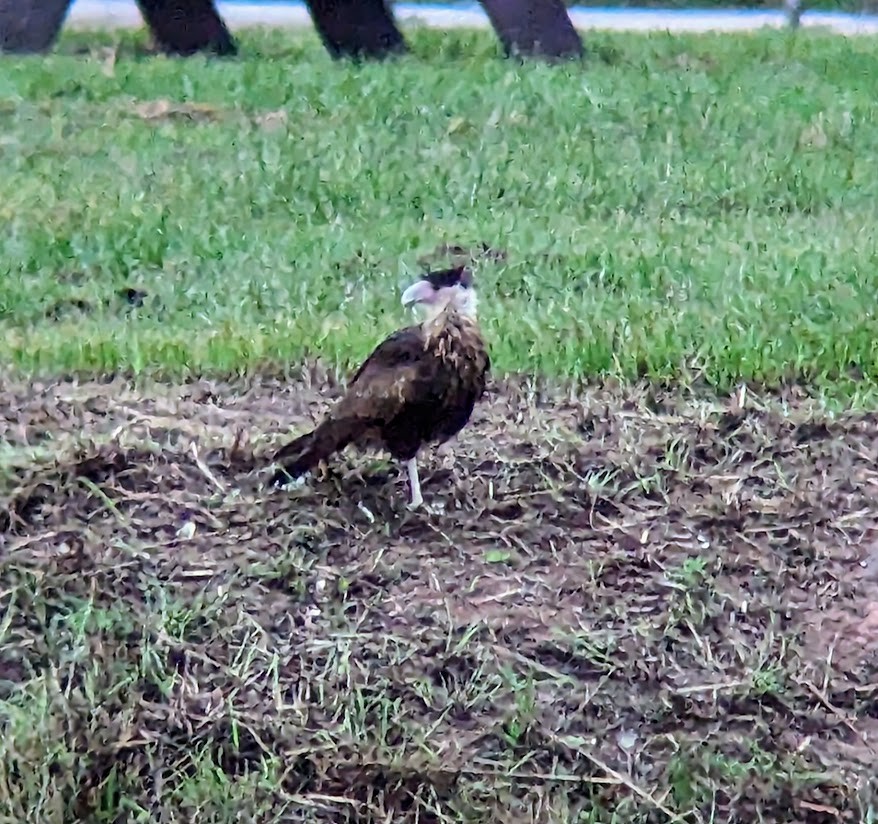 Crested Caracara - ML613997094