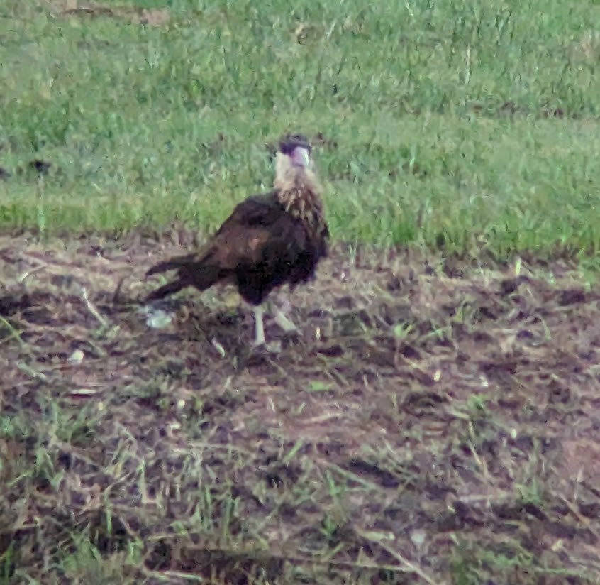 Crested Caracara - ML613997102