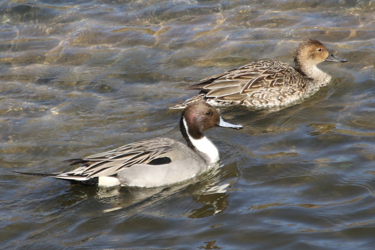 Northern Pintail - ML613997133