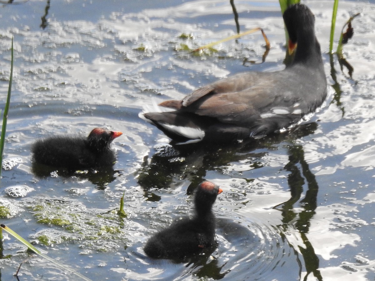 Common Gallinule - ML613997156