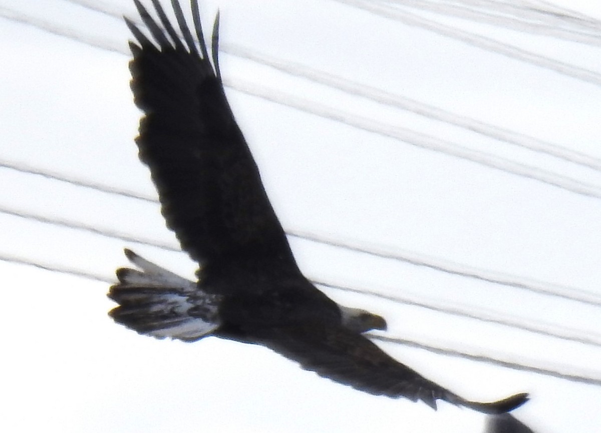 Bald Eagle - ML613997158
