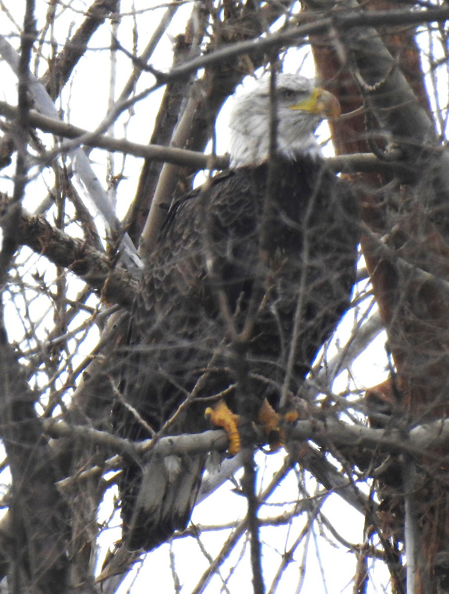 Bald Eagle - ML613997159