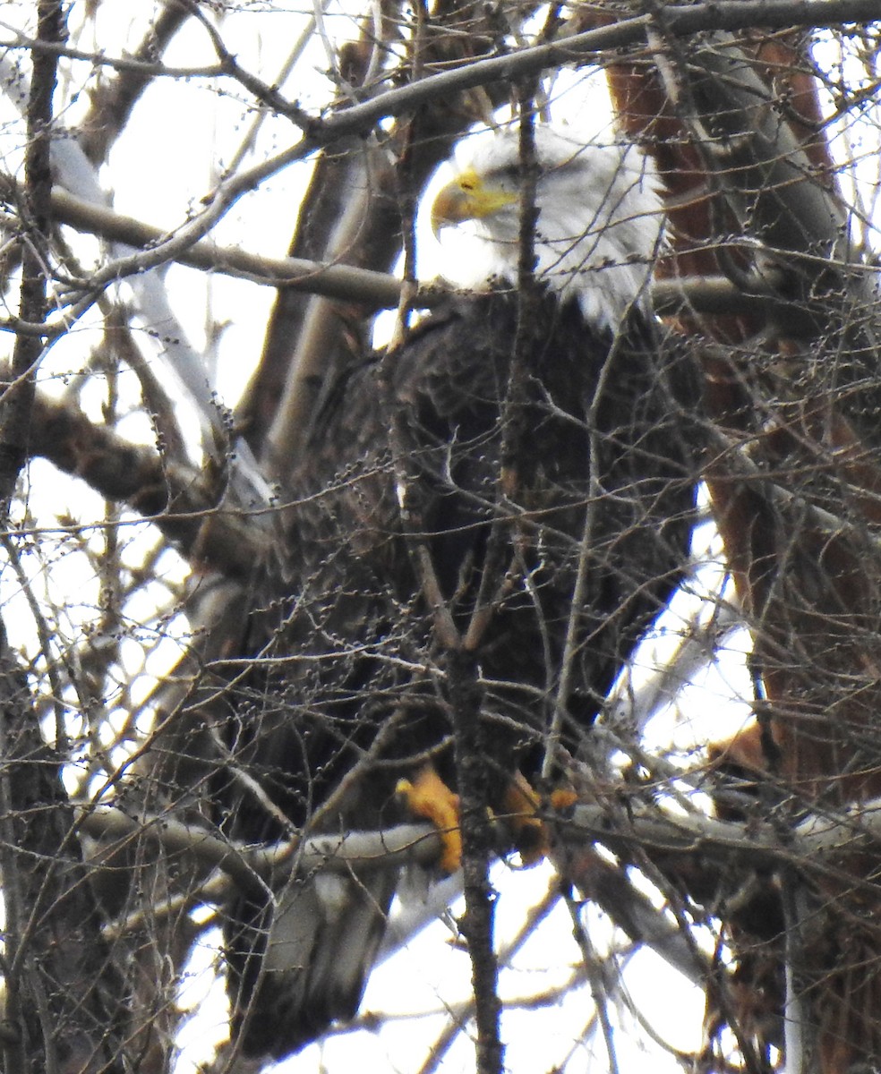 Bald Eagle - ML613997160