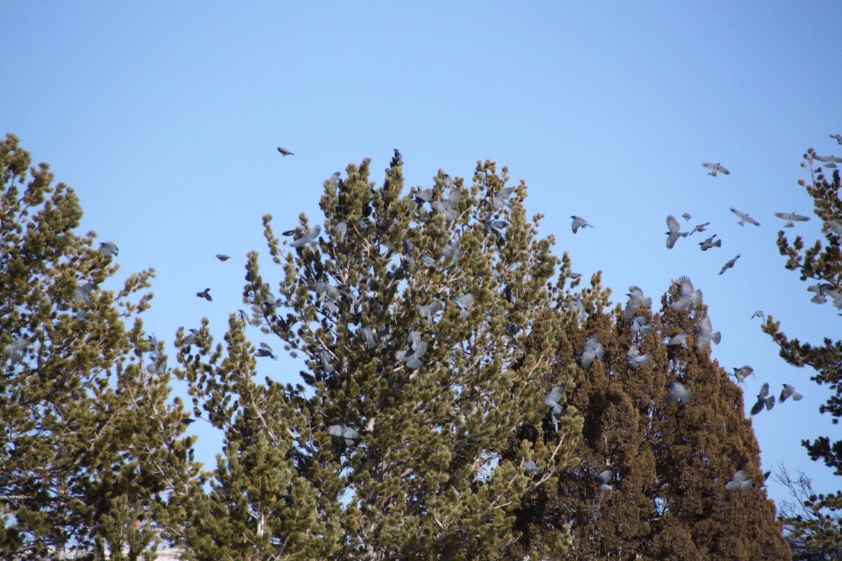 Pinyon Jay - ML613997171