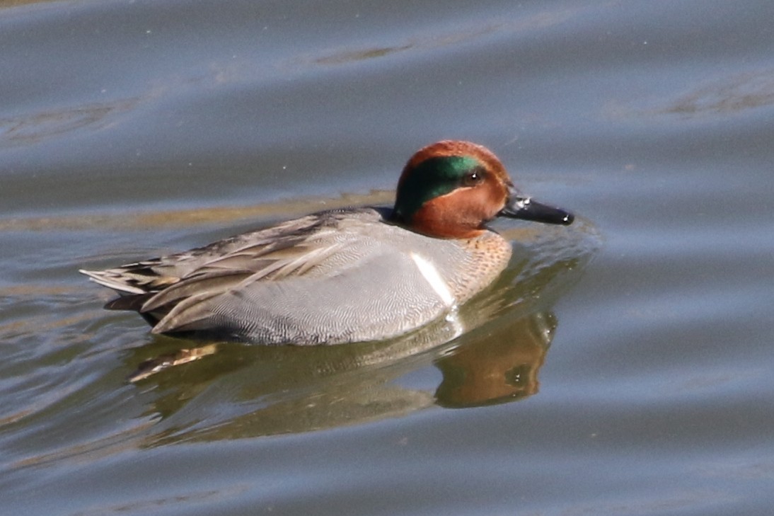 Green-winged Teal - ML613997180