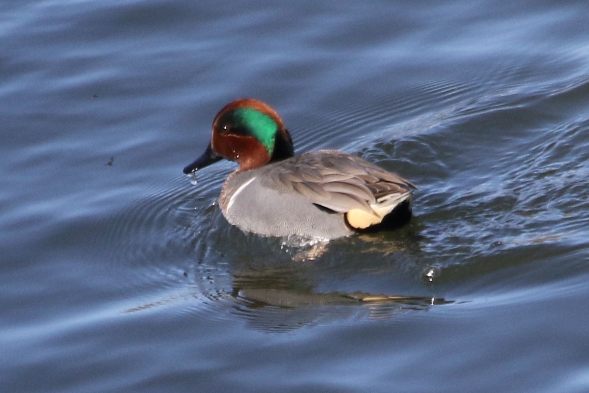 Green-winged Teal - ML613997181