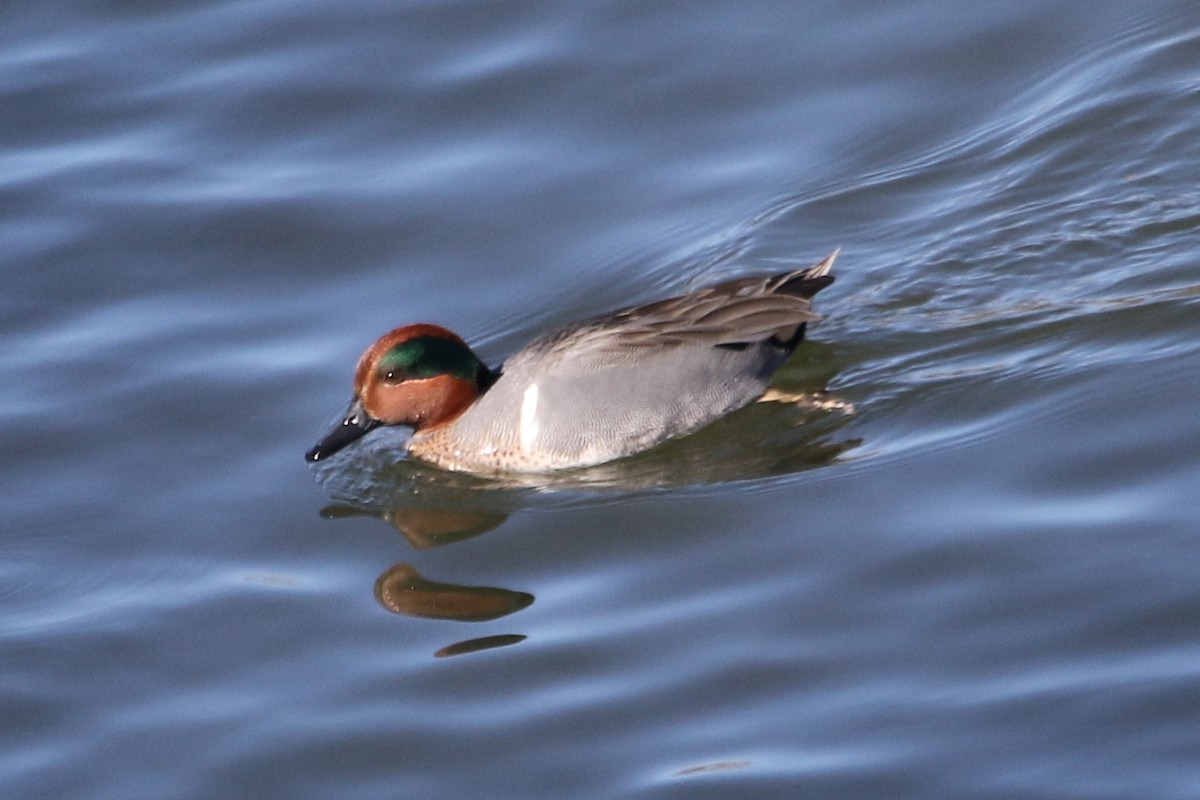 Green-winged Teal - ML613997183