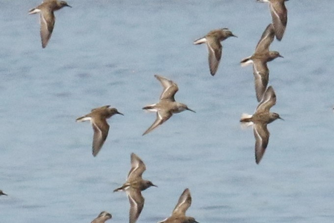 Western Sandpiper - ML613997191