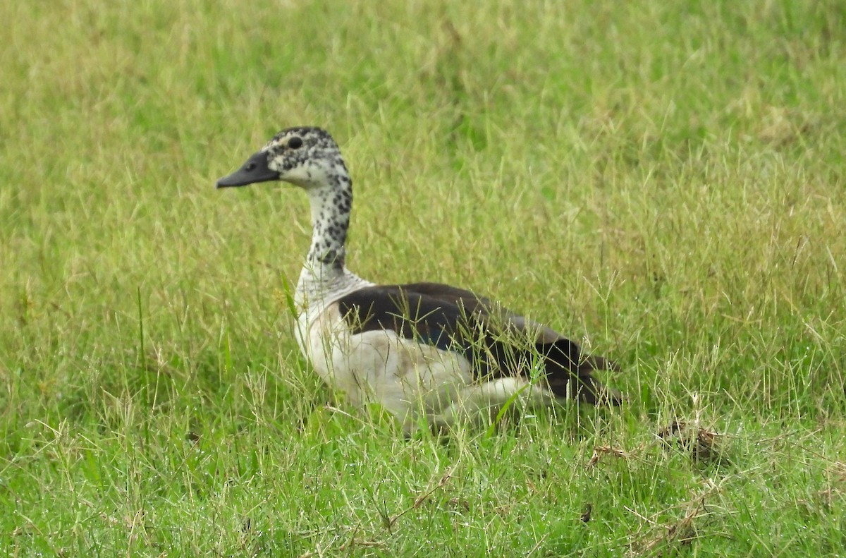 Knob-billed Duck - Morten Winther Dahl