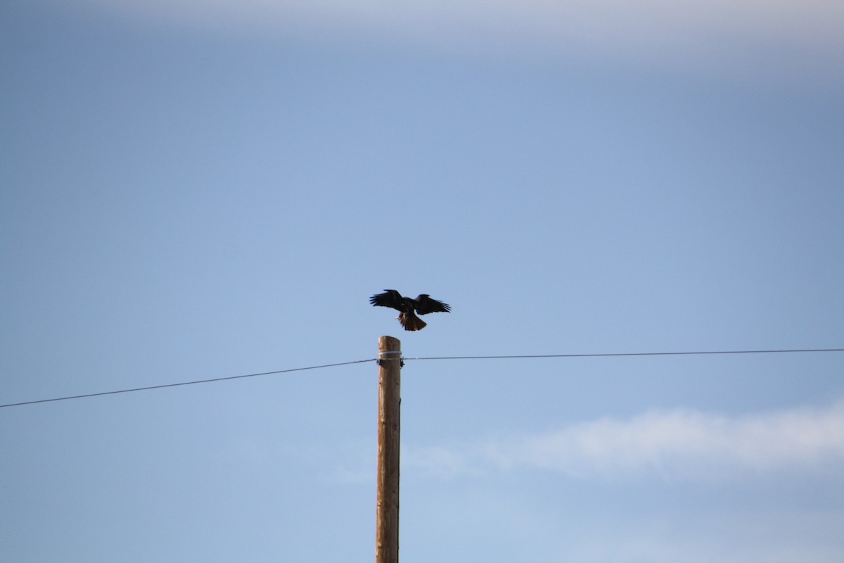 Red-tailed Hawk - ML613997222