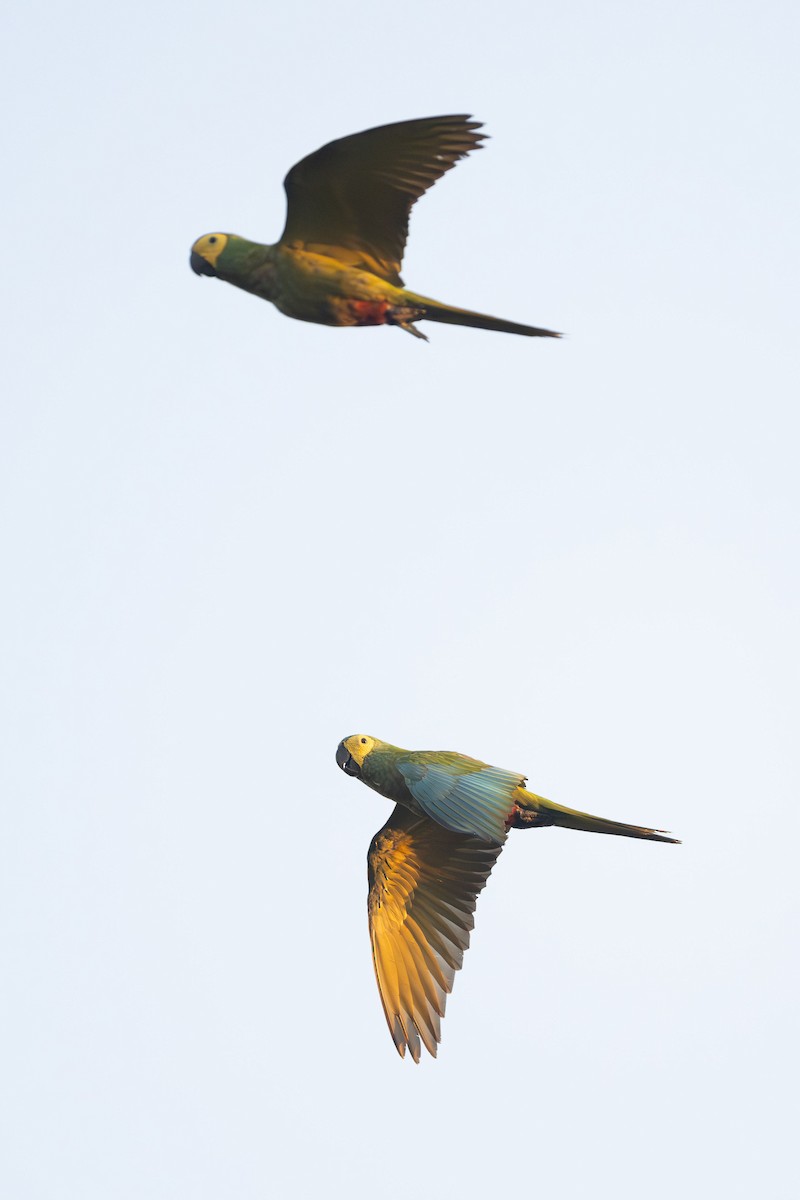 Red-bellied Macaw - ML613997223