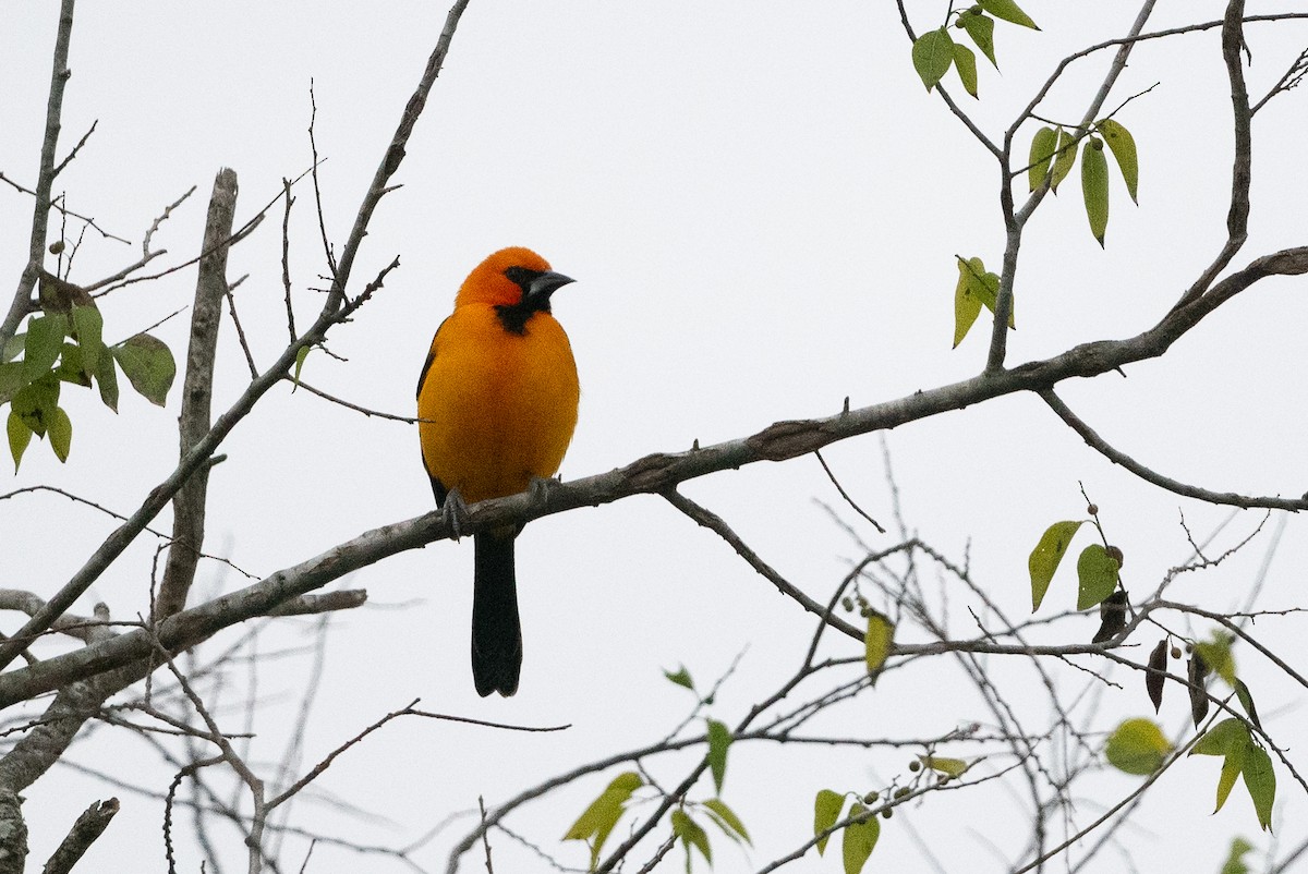 Oriole à gros bec - ML613997254