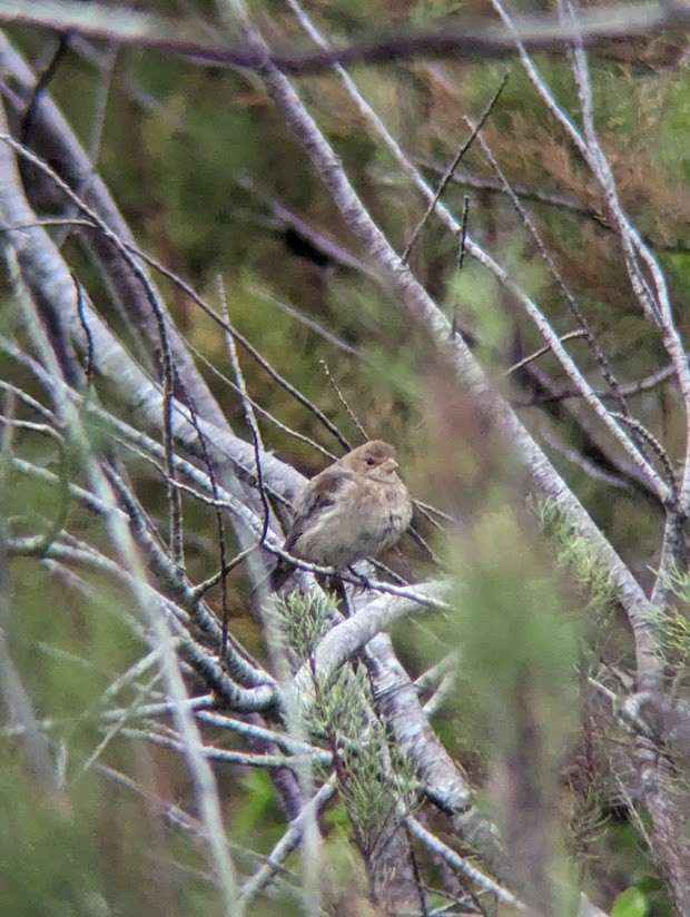 Indigo Bunting - ML613997273