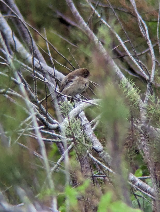 Indigo Bunting - ML613997274