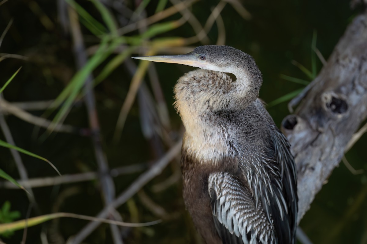 Anhinga - ML613997296