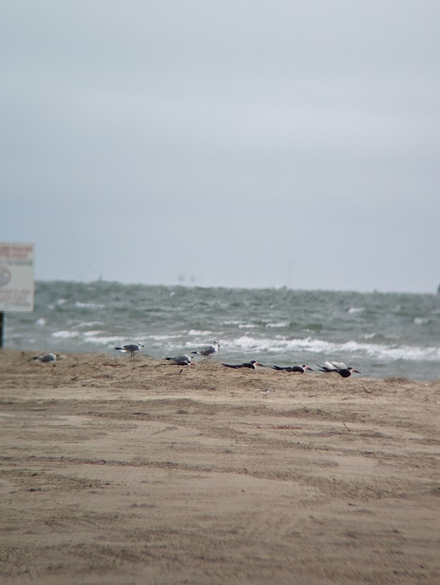 Black Skimmer - ML613997337