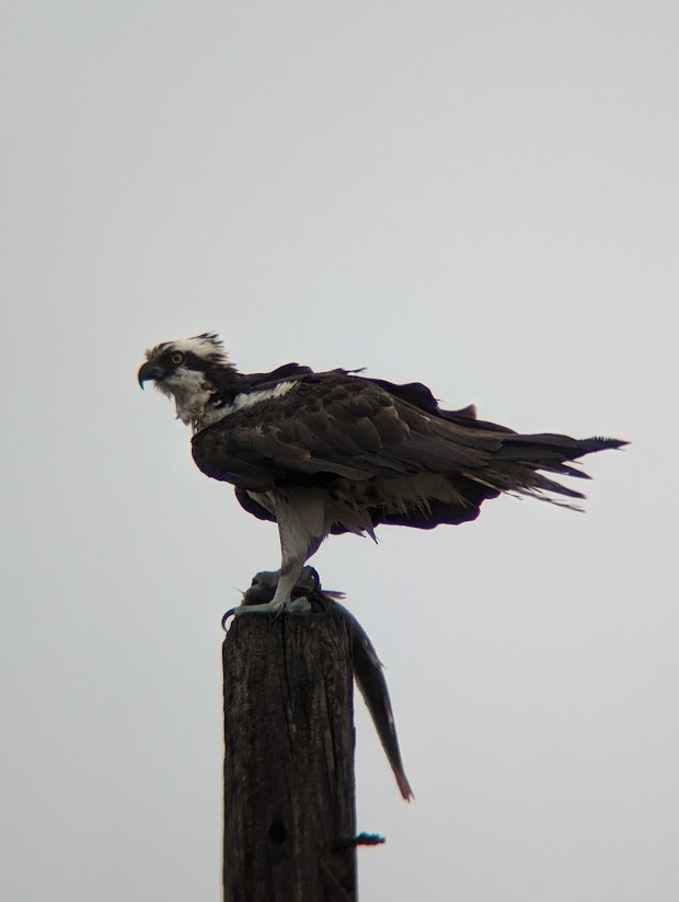 Águila Pescadora - ML613997342