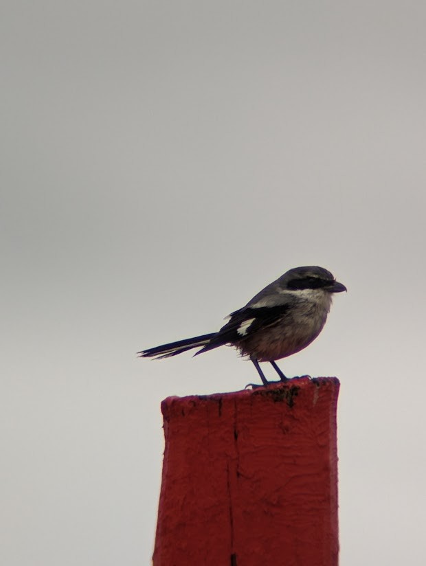 Loggerhead Shrike - ML613997347