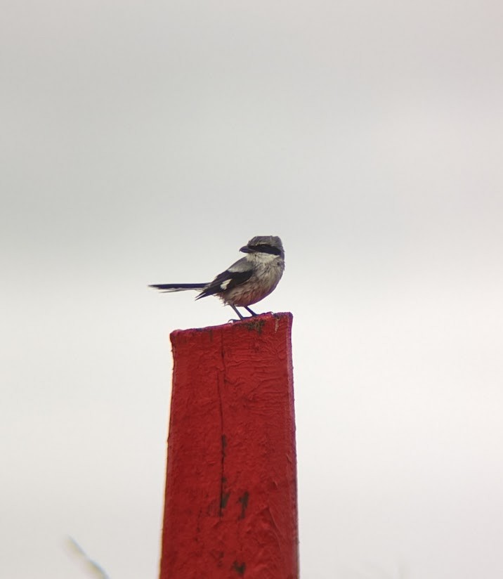 Loggerhead Shrike - ML613997351