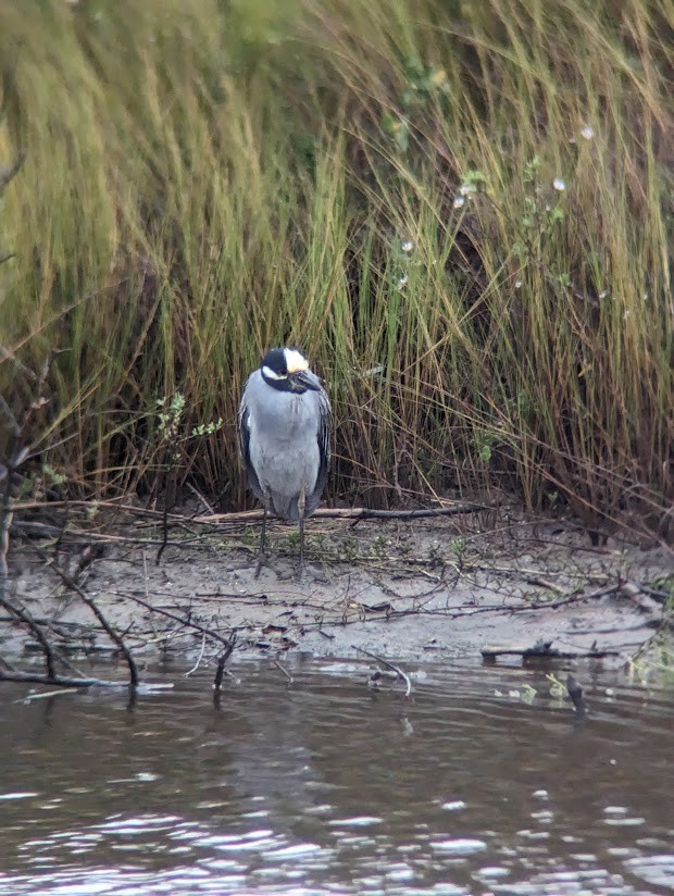 Yellow-crowned Night Heron - ML613997392