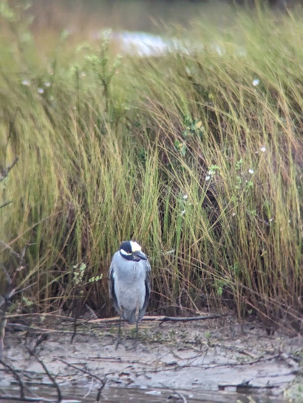 Yellow-crowned Night Heron - ML613997394