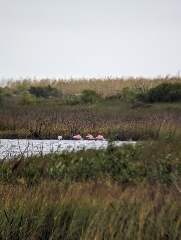 Roseate Spoonbill - Kyra Bartow