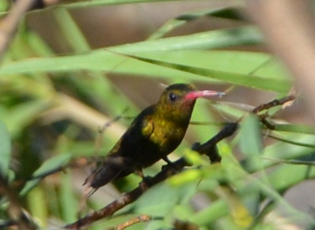 Gilded Hummingbird - ML613997512